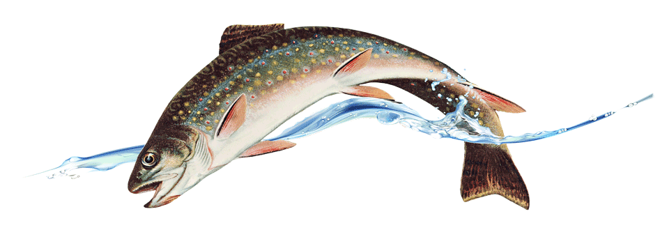 Bild Bachforelle_mit_wasserlinie