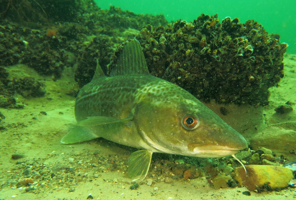 Bild schwimmender Dorsch