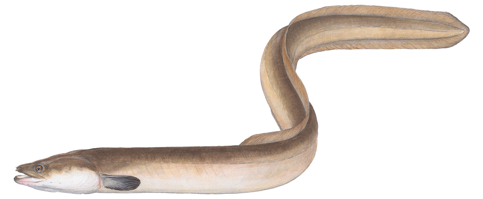  Bild Atlantischer Dorsch (Gadus morhua)