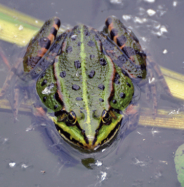 Bild Teichfrosch